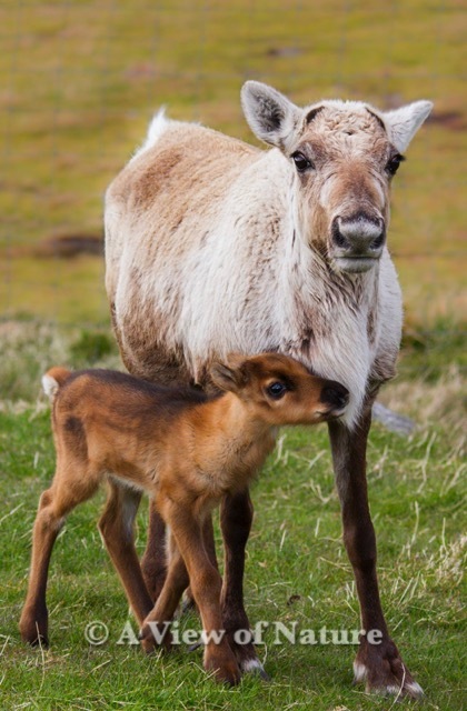 Reindeer calf