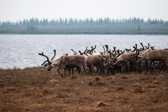 01 - Reindeer in Yamal - credit Aleksandr Popov.jpg