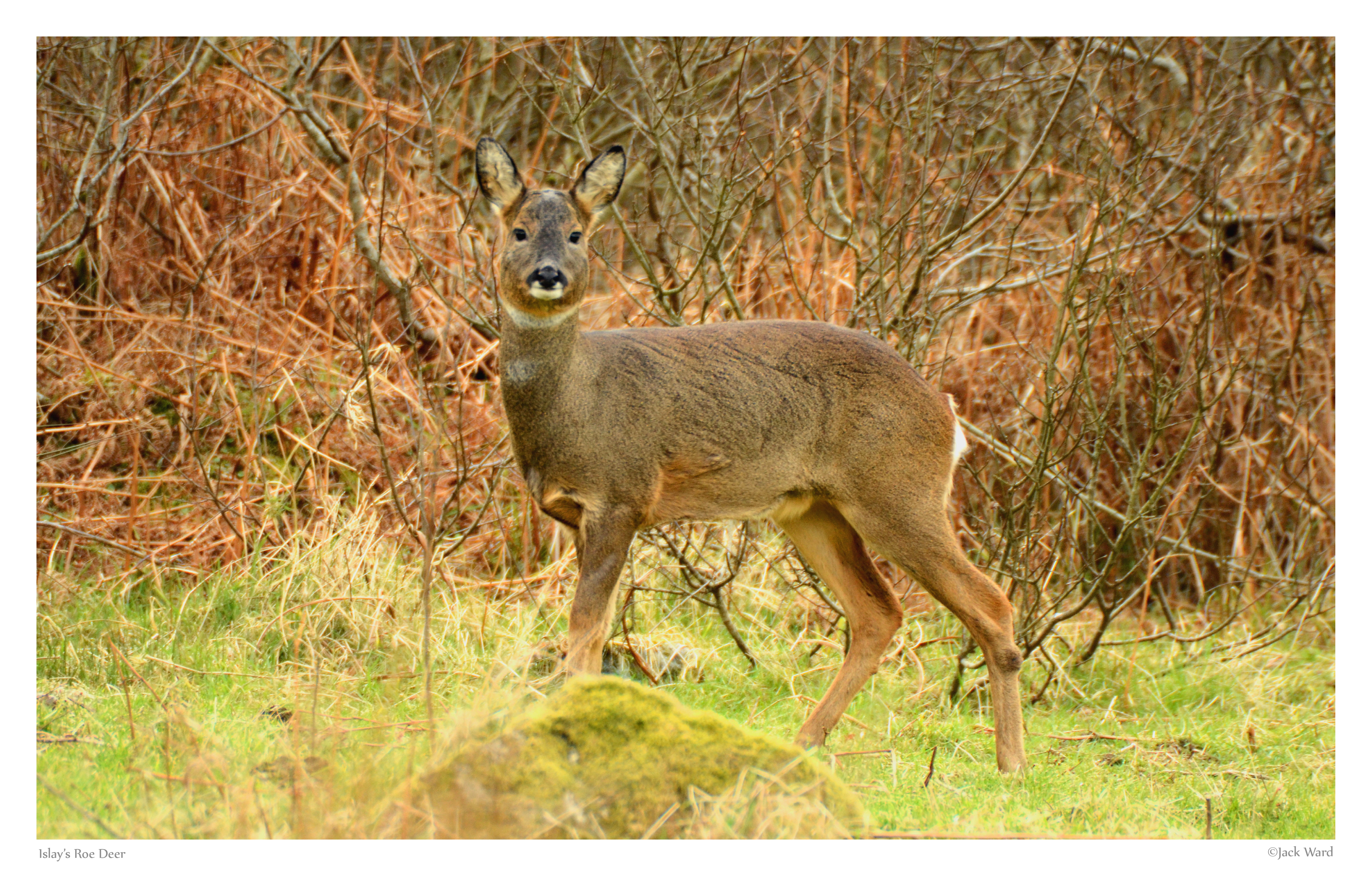 Islay's Roe Deer.jpg