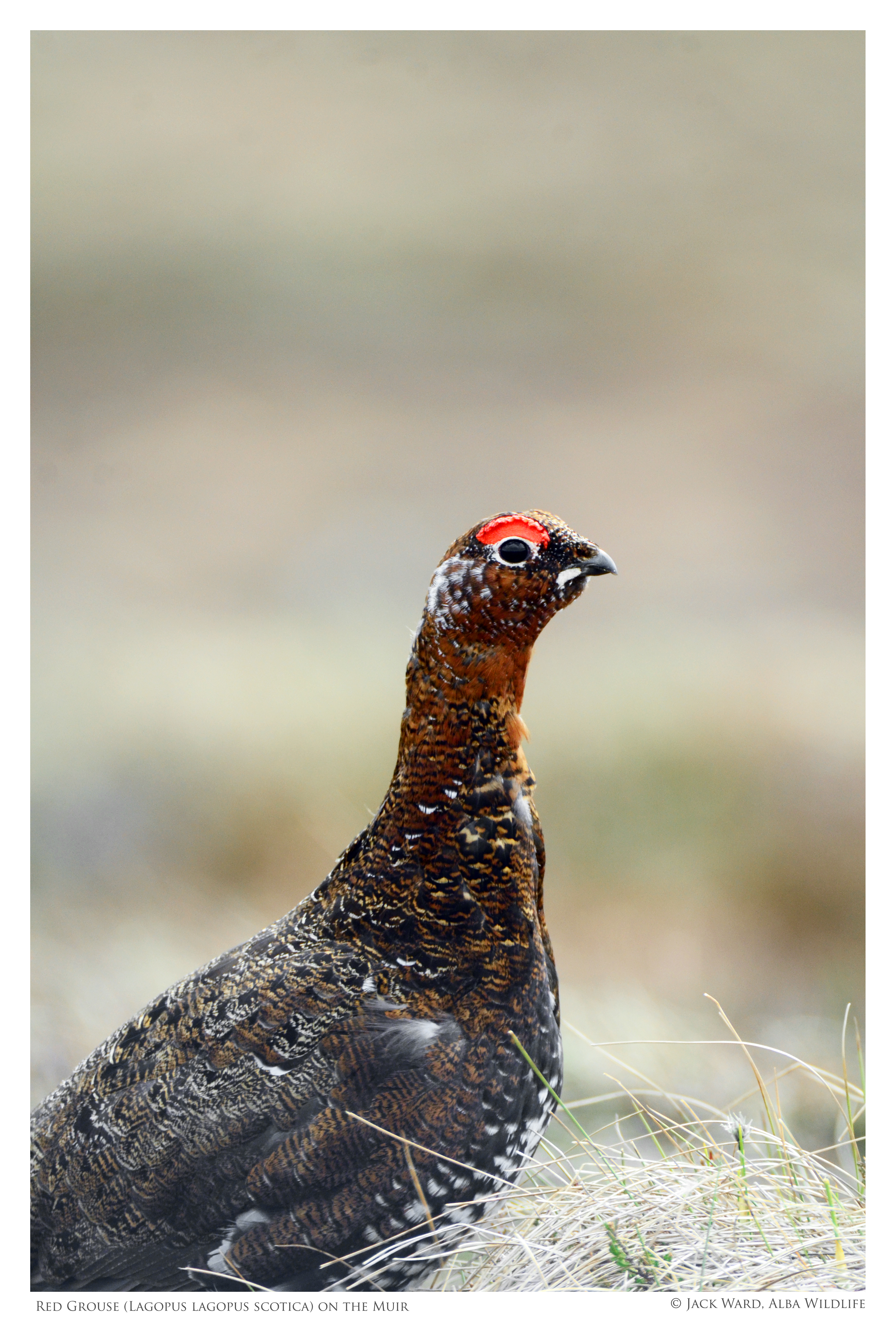 Red Grouse on the Muir.jpg