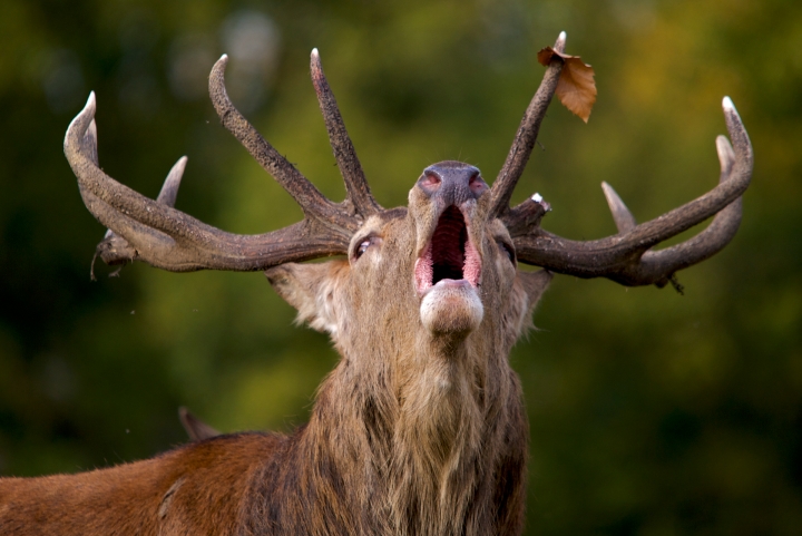 Frontal view of red deer stag (Cervus elaphus) roaring during the rut, mouth open, in England