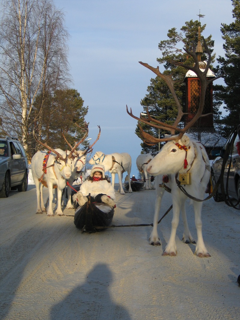 The importance of reindeer to regions in the Arctic – Cairngorm Reindeer